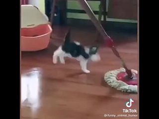 tik tok cats - little helper