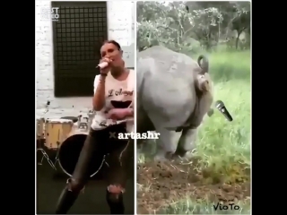 buzova vs rhinoceros